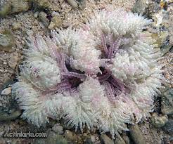 Sebae Anemone