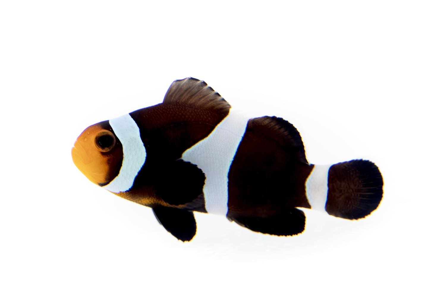 Black Ocellaris Clown Fish (Captive bred ProAquatix)