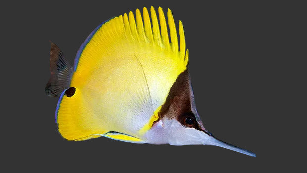 Long Nose Butterfly