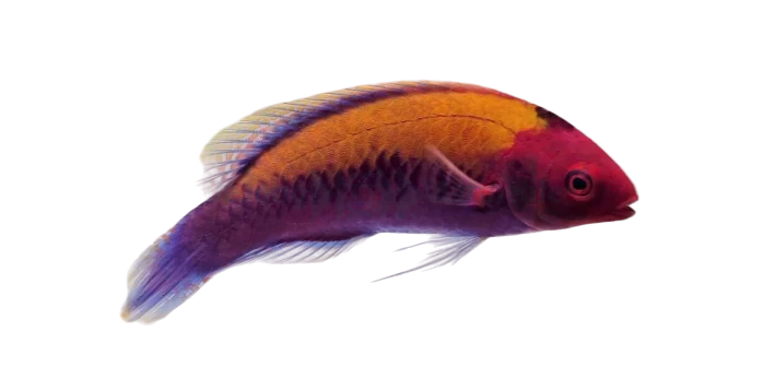 OrangeBack Fairy Wrasse