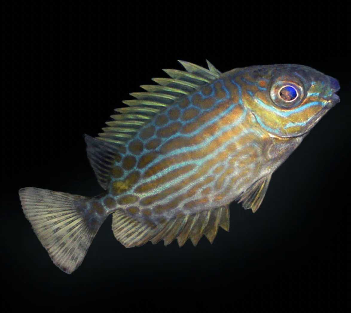 Golden-lined Rabbitfish (Biota Captive bred)