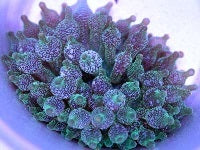 Green Acid Drop Bubble Tip Anemone