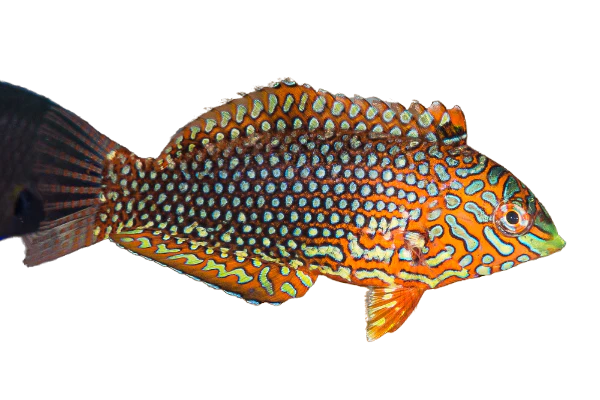 Ornate Leopard Wrasse