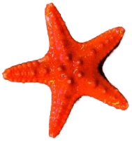 Red Chocolate chip starfish