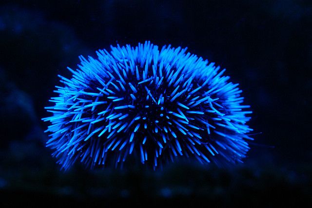 Blue Collector Urchin