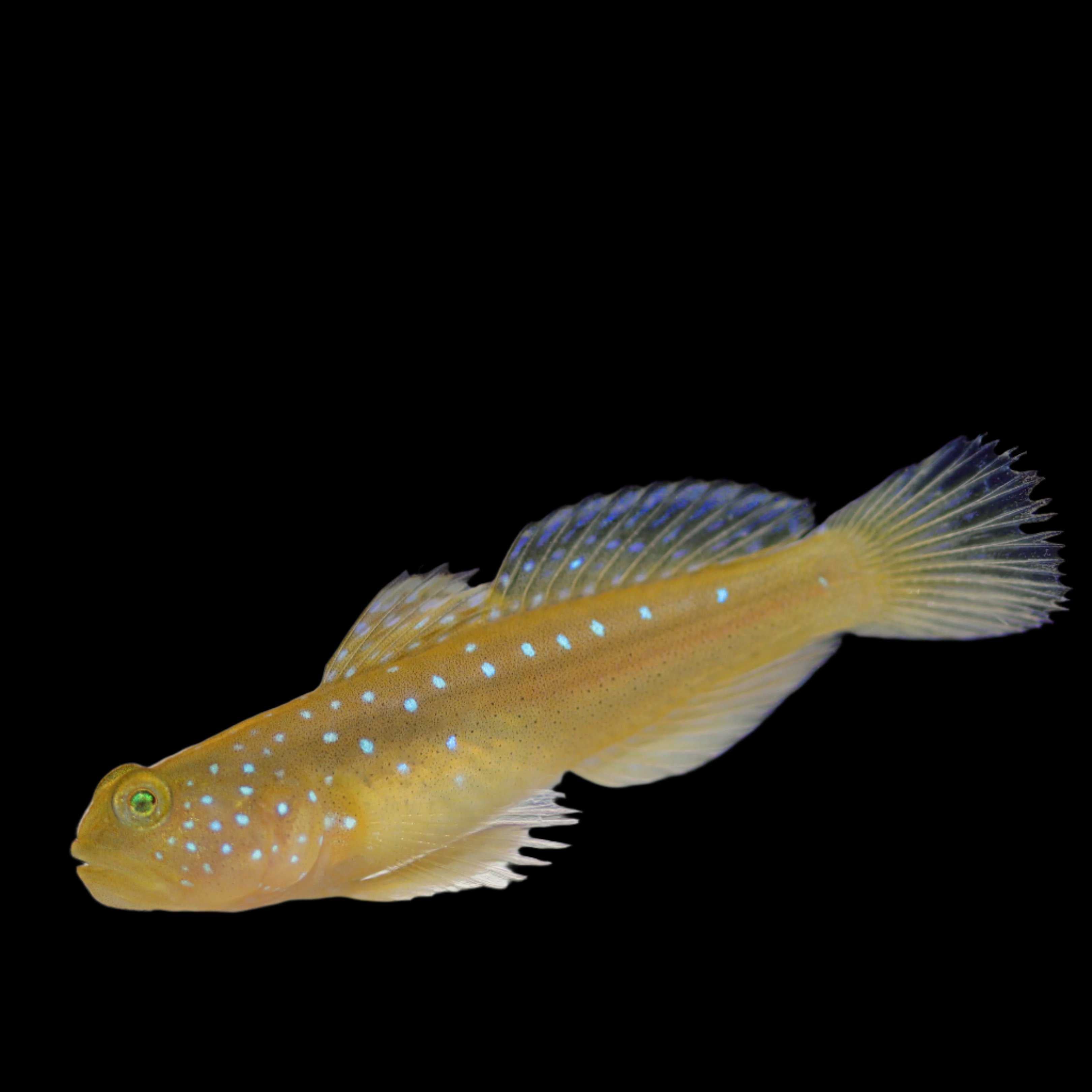 Yellow Watchman Goby (Captive bred Biota)