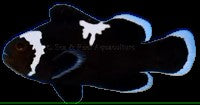 Midnight Lightning Clownfish