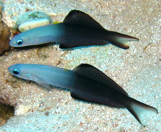 Sissortail Dartfish