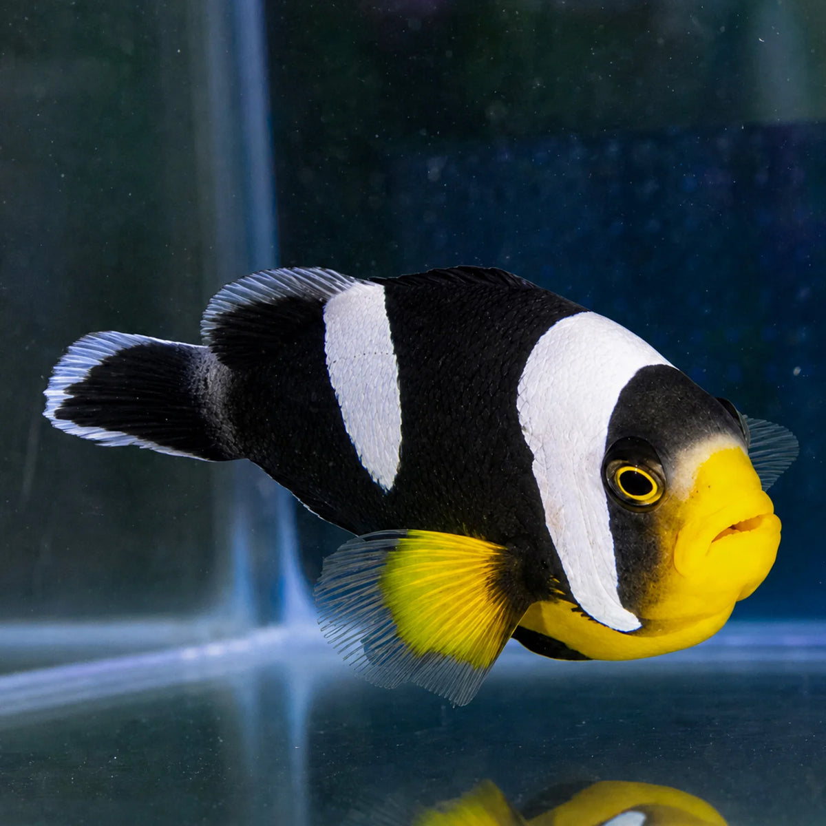 Saddleback Clownfish