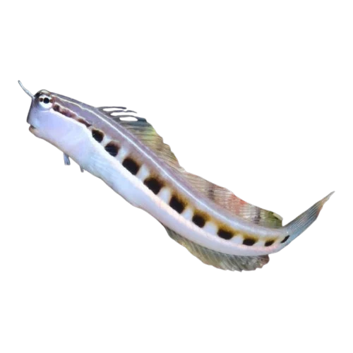 Linear blenny