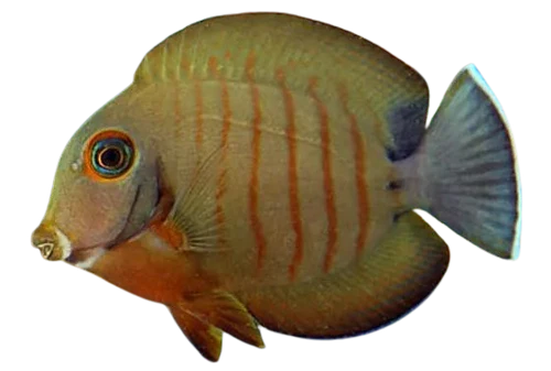Mimic Eibli Tang