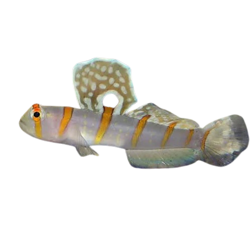 Randall's Prawn Goby