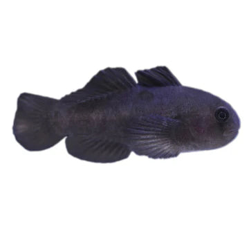 Black Clown Goby