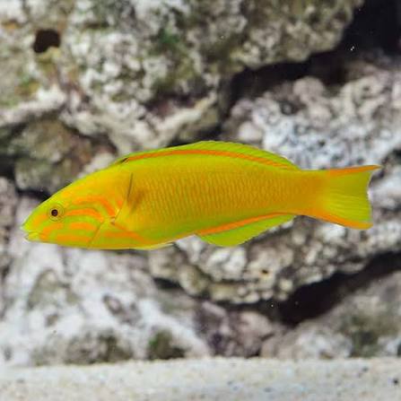 Yellow banana wrasse juvi