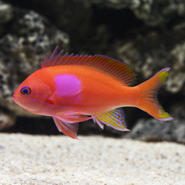 Square Block Anthias