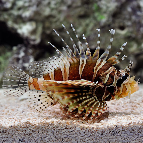 Dwarf Zebra Lionfish