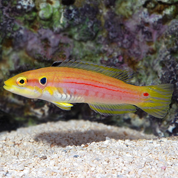 Yellow Two Spot Hogfish
