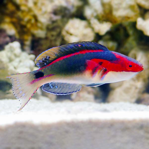 Exquisite Wrasse Male