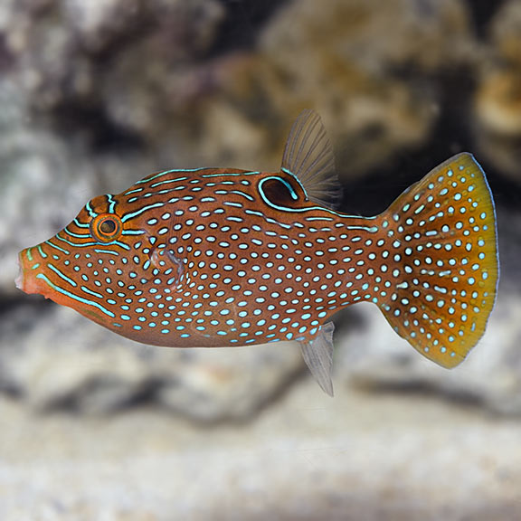 Blue Spotted Toby Puffer