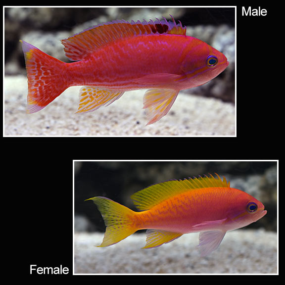 Twinspot Anthias
