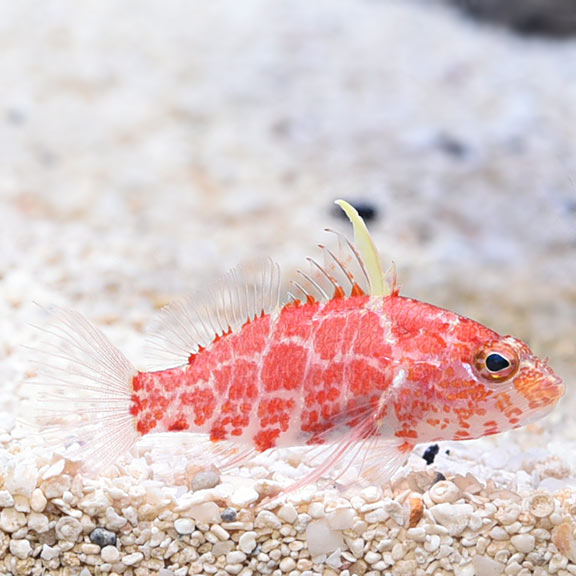 Dwarf Geometric Hawkfish