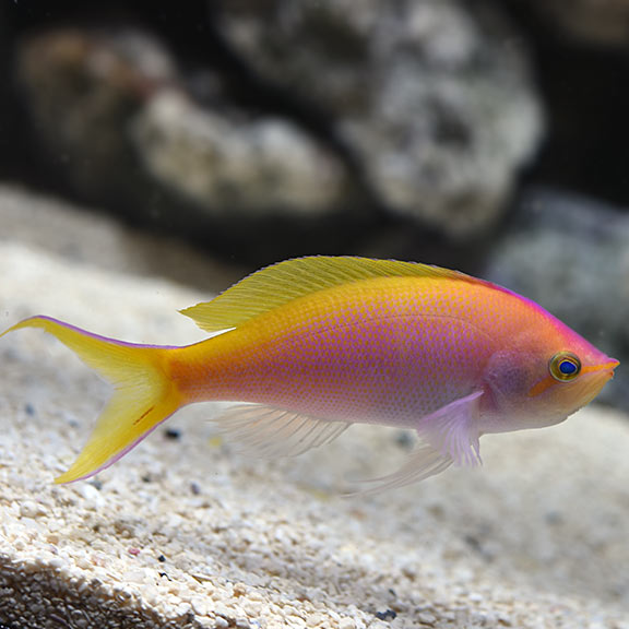 Barlett Anthias