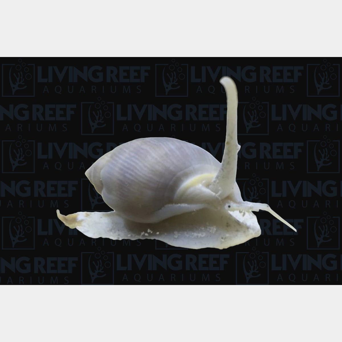 Vibex Nassarius Snails