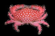 Strawberry Crab