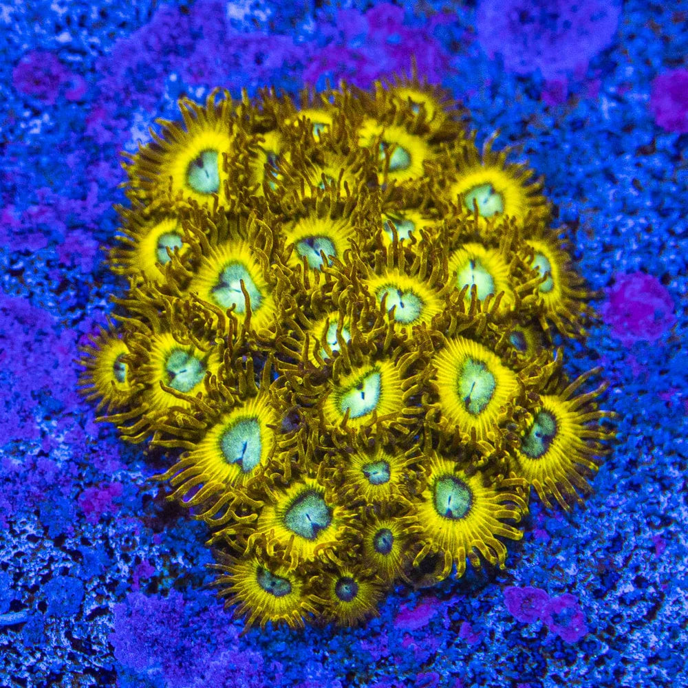 Pikachu Zoa