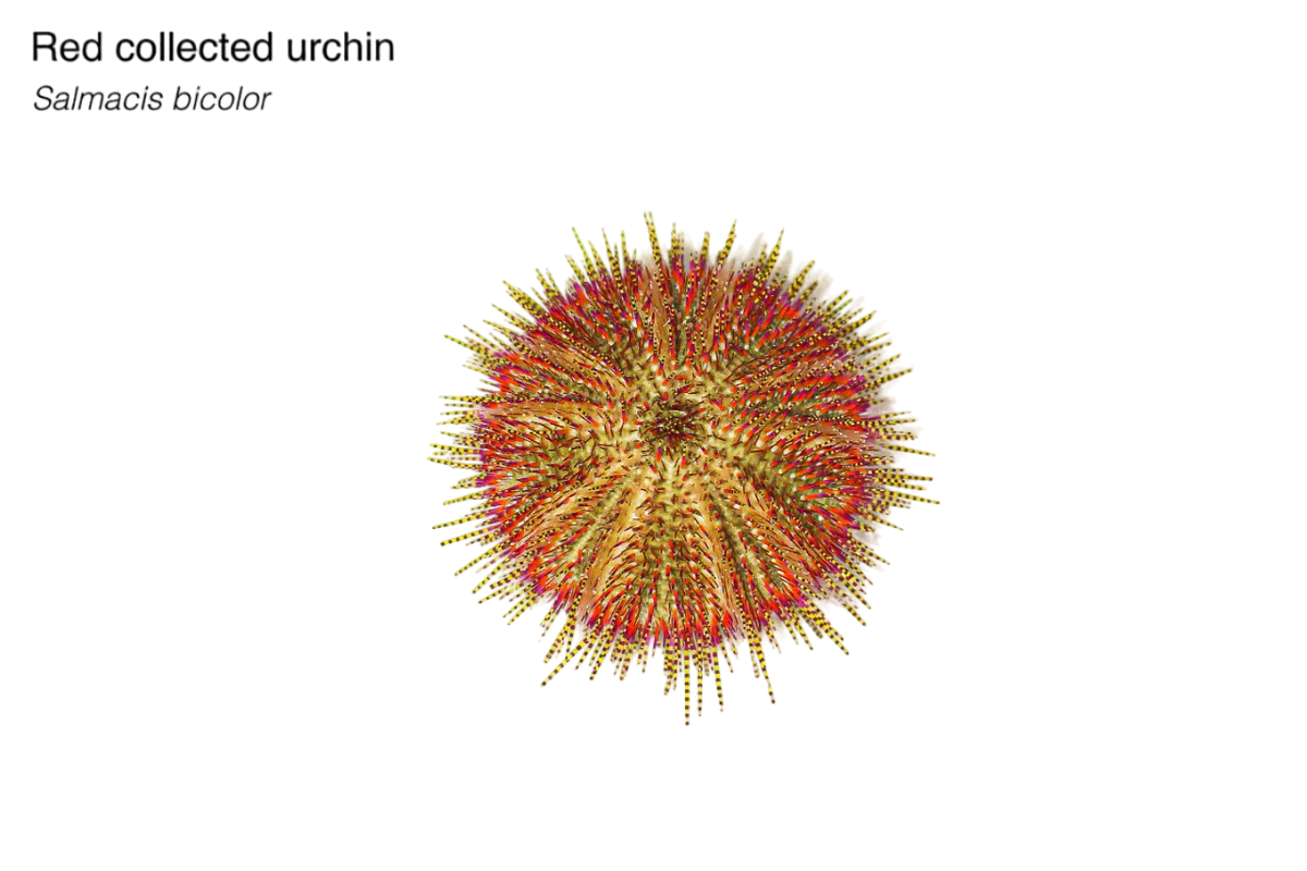 Red Collector Urchin