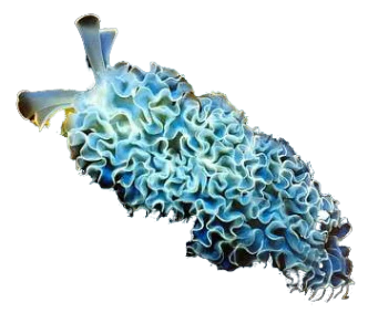 Lettuce Nudibranch