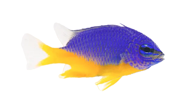 Azur Damsel
