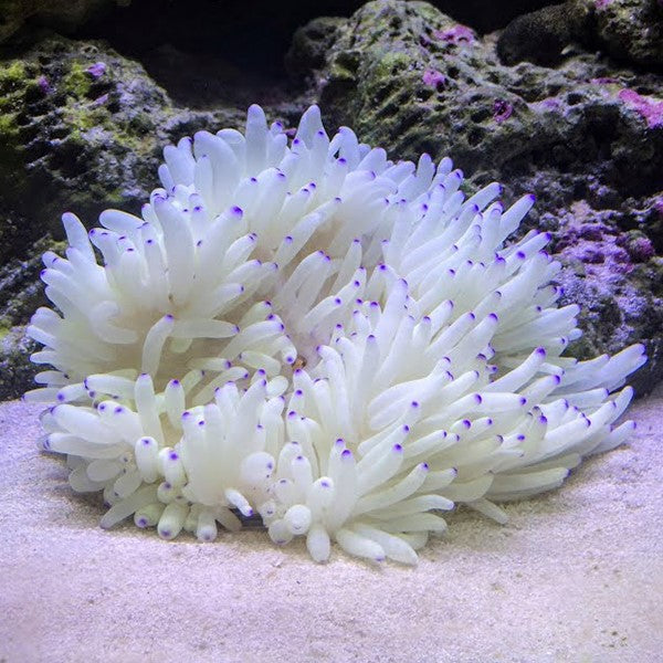 Sebae Anemone