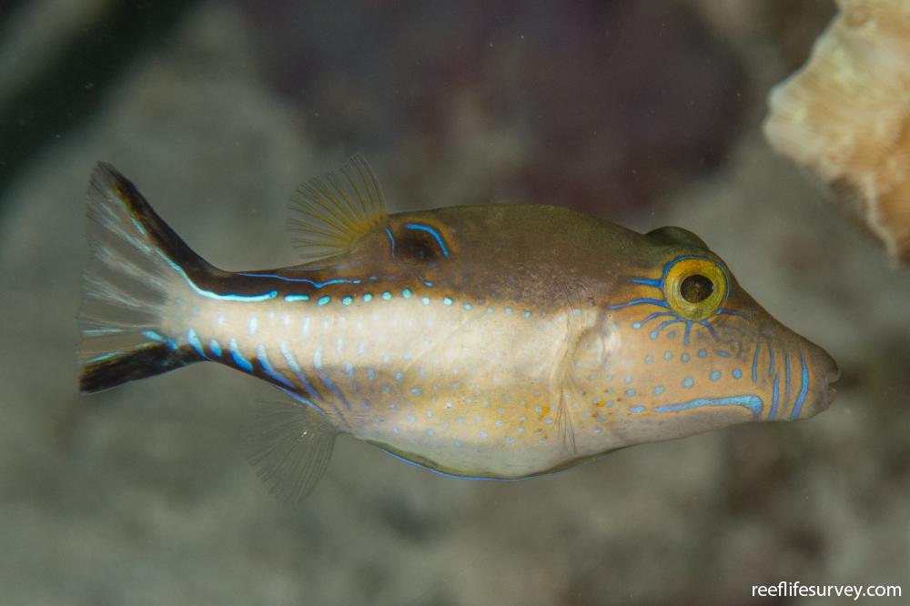 Carribean Puffer (Sharpnose) M