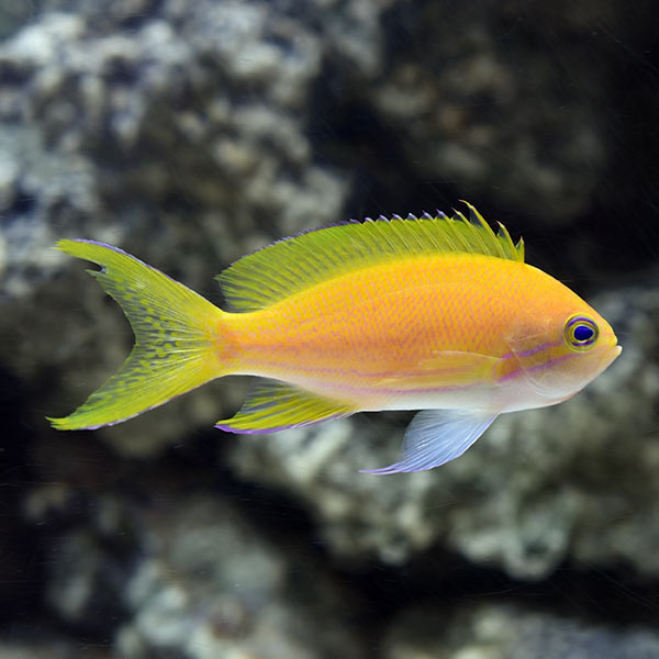 Square Block Anthias