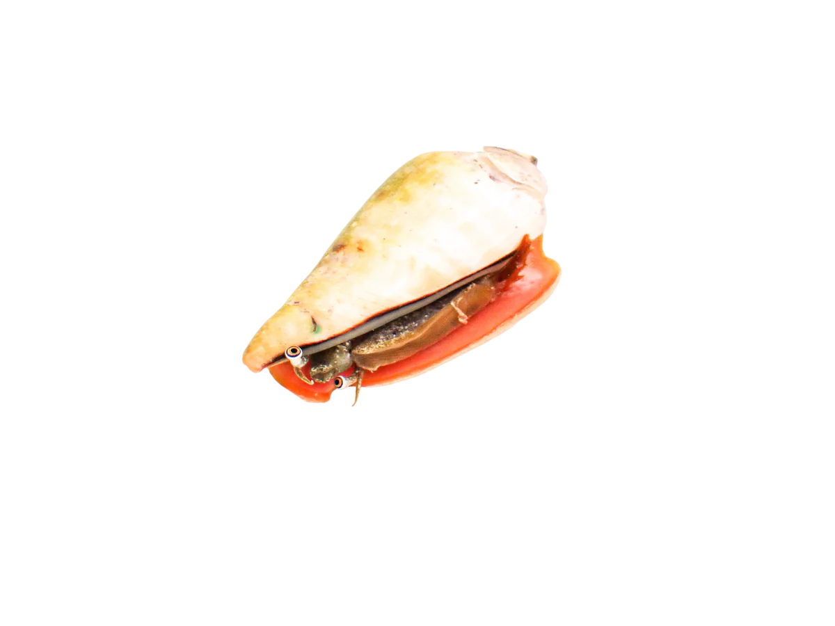 Strawberry Conch