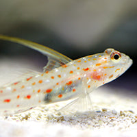 Tangaroa Goby