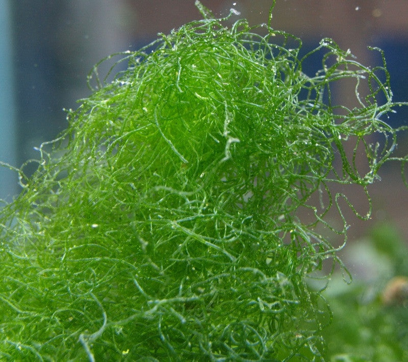 Macro Algae